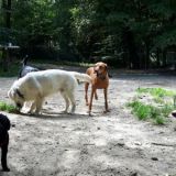 Cooper Felix Benni Big